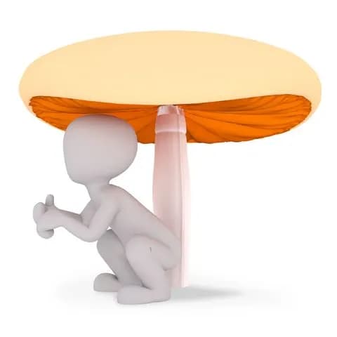 use a huge mushroom as an umbrella